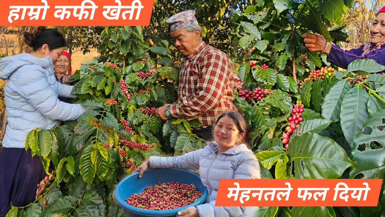 GARNA SAKEU VANE RAMRO RAIXA HAI MARKET MA COFFEE KO RATE😇