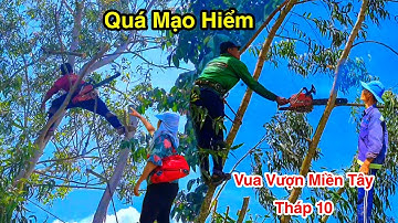 Lạnh Hết Chân Tay Cưa Nhiều Cây Bạch Đàn Lớn Nhỏ Xíu Cao Chót Vót Vua Vượn Tháp 10 Tập 46