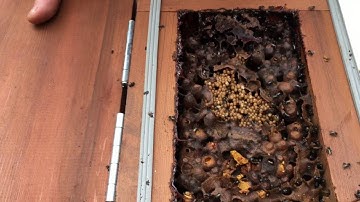 What makes up a native bee hive 🐝