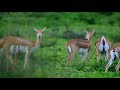Blackbucks In Greens | Wildlife Video | Forest Animal Video |