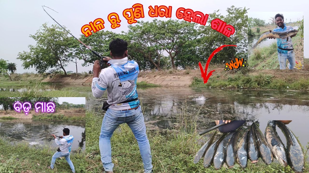 ନାଳ ରୁ 🔥କେମିତି ଧରିବେ🎣 ଶାଳ😱||how to catch snakehead fish in odisha kenal|