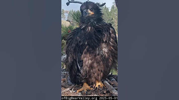 Sunny adorable look! | 5.1.25 #eagle #wildlife #birds #baldeagle #eaglets #shorts
