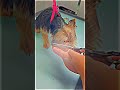 Miniature yorkie and his groom ✂️🥰🫶🏻🐾 _miniyorkie _yorkshireterrier _yorkie
