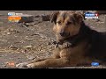 За неделю в Красноярске отловили 49 бездомных собак