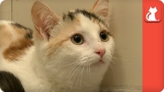 Cat attacked by dog and rushed into surgery - Tails of Survival by The Pet Collective Cares 70,794 views 10 years ago 3 minutes, 46 seconds