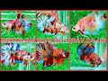 Clip 24-06. Đợt cá giá rẻ 50k, 60k, 70k.... Khuyến mãi tặng mái. Mời mọi người vào săn cá.