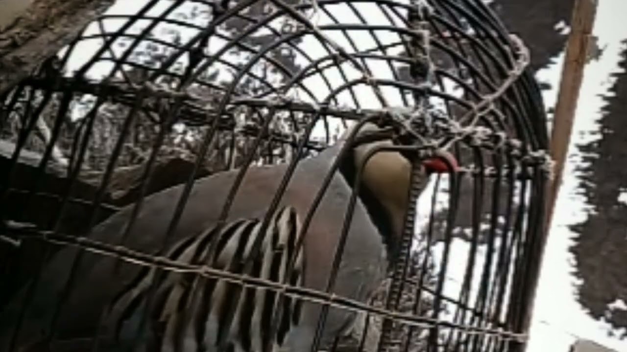 15 января 2026 г.