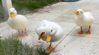 Our Pet Call Ducks Enjoy Shower In Early Summer!