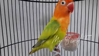 WAU emosi tinggi !!! duet lovebird receh ngetik NGEKEK, ampuh yang dengar langsung ikut nyaut