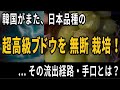 韓国がまた、日本品種の「超高級ブドウ」を無断で栽培！― その流出経路・入手の手口とは？― 日本品種は宝の山、シャインマスカット・イチゴは成功例...