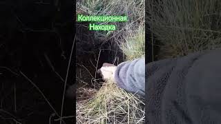 Коллекционная находка #metaldetector #клад #кладоискатель #коп #копатели #поискисокровищ