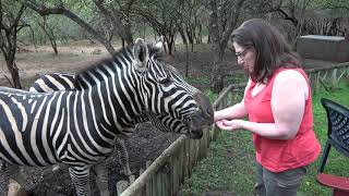 Feeding Zebra at Zinkwazibush - Marloth Park