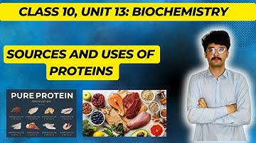 Sources and uses of protein || unit 13 biochemistry class 10 || mmk chemistry