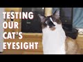 How well can our cat see?