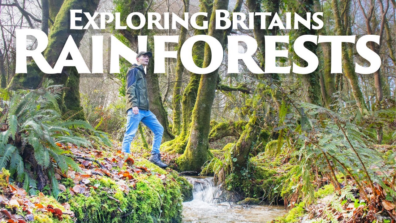 Discovering RAINFORESTS in the UK! - YouTube
