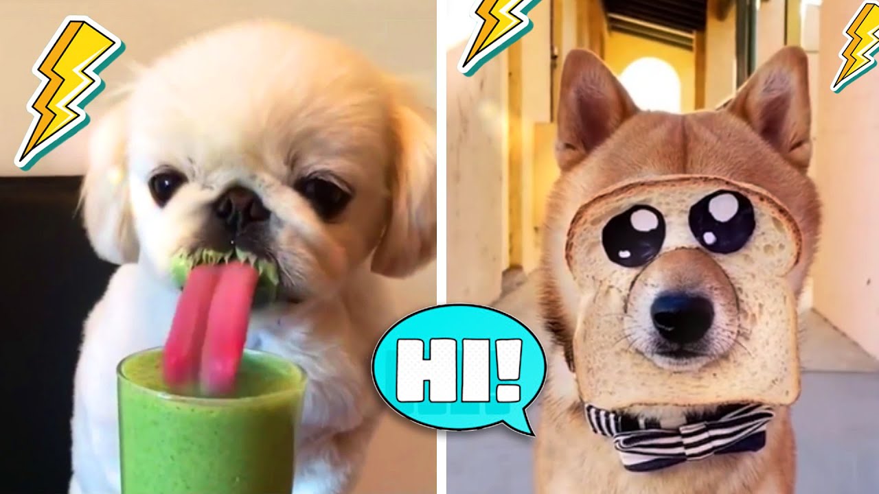 Dogs And Cats Funny - Animals Compilation #1 