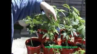 Basic Guide to Cannabis Hemp Cultivation - from seed to early vegetative state