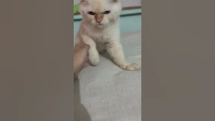 Watch the video about Cutie 🥰 #catvideos #cat #meow #cute #indianpets #pets #funny #catmeow #love #billa
