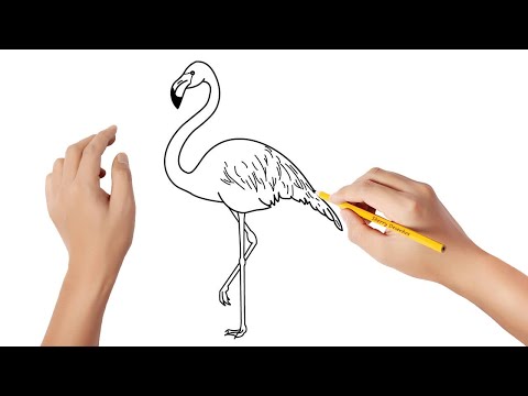 Vídeo: Como Desenhar Um Flamingo