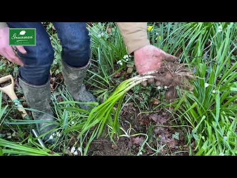 Vídeo: Plantando Snowdrops In The Green - O que são Snowdrops In The Green