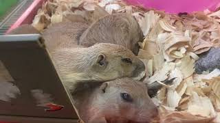 Visiting exotic animal store in Houston- I never seen before(some)