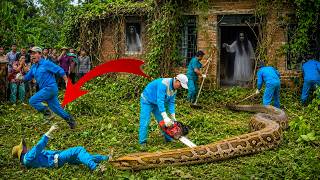 72 Hours Of Terror: Chainsaw Cleanup Uncovers A Giant Python And Two Ghosts!