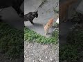 Meow! Hungry kitten 😺