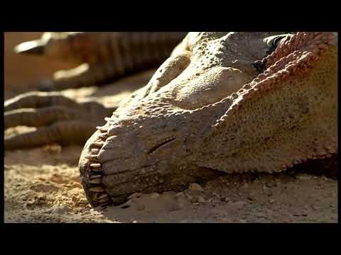 2001 Walking With Dinosaurs The Ballad Of Big Al Part 14 Of 15