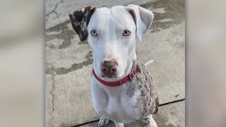 Second Chance Pets: Walt, a Catahoula Leopard dog mix