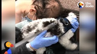 Dog Reunites With Dad After Hurricane Harvey | The Dodo