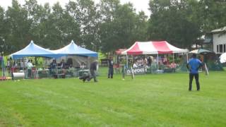 Gizmos First Agility Competition 30. 31. 8. 2016