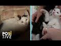 The pain of a family of cats because of the rain | Positive