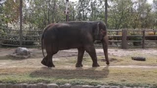 New elephant at the Tulsa Zoo