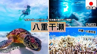 Let's swim with a sea turtle at the biggest coral reef of Japan! Snorkeling tour in Miyakojima🐢