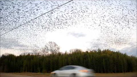 why do birds swarm at dusk