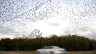 Ribuan burung hitam berputar-putar di senja hari: Dijelaskan
