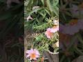 Natural A Portulaca Flowers || Home Gardening | #flowers​ #youtubeshorts​ #trendingshorts​ #shorts​