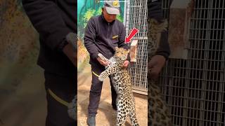After Long Time… Leopard’s Shocking Reaction 😱🐆 |#shortsfeed #trending