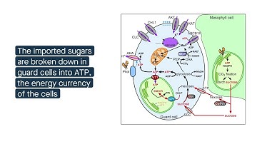 Scientists discover energetics behind plant "breathing"