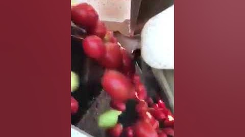 WECO TomatoTek II Sorter in Slow Motion