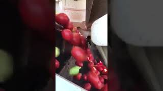 WECO TomatoTek II Sorter in Slow Motion