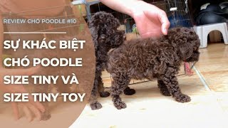 Sự Khác Biệt Giữa Chó Poodle Size Tiny Và Size Tiny Toy  Tuấn Phút Đồ