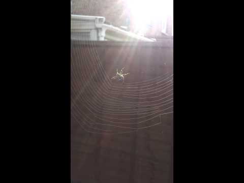 Βίντεο: Πώς να φτιάξετε έναν ιστό αράχνης