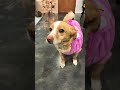 My dog turning into a Care Bear #dog #cute #funny