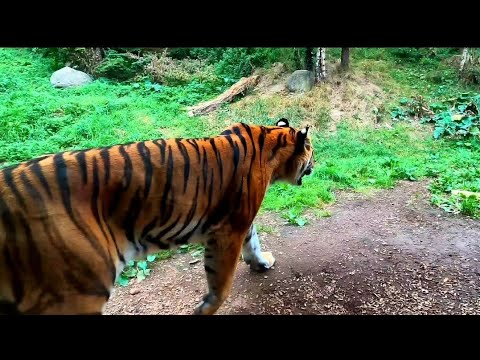 virtual tour dublin zoo