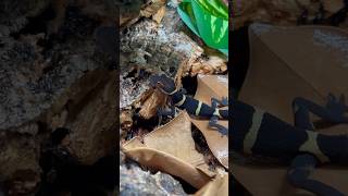 Chinese Cave Geckos #everevolvingexotics #reptileshop #tucson #arizona #reptiles #chinesecavegecko