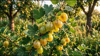 The EASIEST WAY to MORE Fruiting Shrubs 