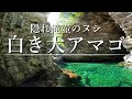悪夢の滝に潜む"白き大アマゴ"を求め、恐怖の大渓谷へ…!【渓流釣り】
