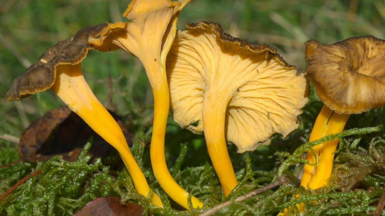 Omelette aux champignons (Chanterelles) YouTube