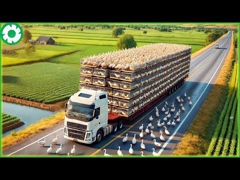 Transporting 9.9M Ducks This Way - The Biggest Heavy Machinery | Agriculture Technology